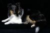 Sheltie Foto: Charmed Choice from a Beloved Home (ID 13001) Sheltie Hund