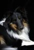 Sheltie Foto: Charmed Choice from a Beloved Home (ID 13002) Sheltie Hund