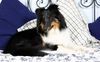 Sheltie Foto: Charmed Choice from a Beloved Home (ID 12773) Sheltie Hund