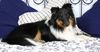 Sheltie Foto: Charmed Choice from a Beloved Home (ID 12774) Sheltie Hund