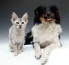 Sheltie Foto: Türkisch Angora Katzenmädchen (ID 11790) Sheltie Hund