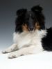 Sheltie Foto: Charmed Choice from a Beloved Home (ID 11791) Sheltie Hund