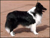 Sheltie Foto: Mein schwarz-weisser Sheltie Ash mit 7 Monaten (ID 25353) Sheltie Hund