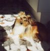 Sheltie Foto: Joanne Dark of Irish Home (ID 3772) Sheltie Hund