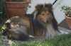 Sheltie Foto: Shelties vom Stromberger Land - Eddy Gold (ID 5112) Sheltie Hund