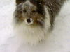 Sheltie Foto: Effie, 8 Jahre, Blue Merle (ID 32442) Sheltie Hund
