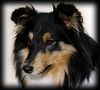 Sheltie Foto: Borderline Country Elsa Black (ID 7433) Sheltie Hund
