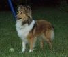Sheltie Foto: Etienne im Jugendalter (ID 5111) Sheltie Hund