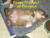 Sheltie Foto: Mit vollem Bauch ist gut schlafen (ID 3278) Sheltie Hund