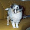 Sheltie Foto: Holly Hope vom Stromberger Land (ID 5113) Sheltie Hund