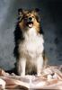 Sheltie Foto: Jana (ID 12838) Sheltie Hund