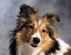 Sheltie Foto: Jana (ID 12837) Sheltie Hund