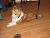 Sheltie Foto: Jo-Lee 9 Monate (ID 20410) Sheltie Hund