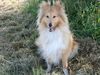 Sheltie Hund