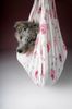 Sheltie Foto: Ekanji from a Beloved Home (ID 17927) Sheltie Hund