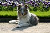 Sheltie Foto: Kanji, 5 Monate (ID 21032) Sheltie Hund