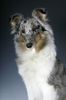 Sheltie Foto: Kanji, 5 Monate (ID 21437) Sheltie Hund