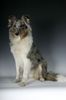 Sheltie Foto: Kanji, 5 Monate (ID 21438) Sheltie Hund