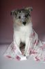 Sheltie Foto: Ekanji from a Beloved Home (ID 17928) Sheltie Hund