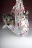 Sheltie Foto: Ekanji from a Beloved Home (ID 17929) Sheltie Hund