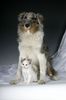 Sheltie Foto: Kanji, 5 Monate + Fifty/Fifty, 5 Wochen (ID 21439) Sheltie Hund