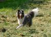 Sheltie Foto: Ekanji from a Beloved Home (ID 22913) Sheltie Hund