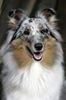 Sheltie Foto: Ekanji from a Beloved Home (ID 28063) Sheltie Hund