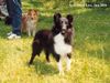 Sheltie Foto: Lisa (ID 14023) Sheltie Hund
