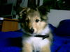 Sheltie Foto: lucky ***GRINS*** (ID 24436) Sheltie Hund