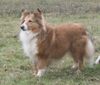 Sheltie Foto: Lucy, die Alpha-Dame im Rudel der STL-Shelties (ID 5115) Sheltie Hund