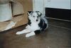Sheltie Foto: Maja 10 Wochen (ID 4931) Sheltie Hund