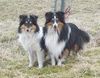 Sheltie Foto: Kimba und Momo, 2 meiner Shelties sind hier zu sehen (ID 5391) Sheltie Hund