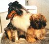 Sheltie Foto: Merlin und sein Kumpel Datschi, ein Lhasa (ID 1824) Sheltie Hund
