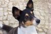 Sheltie Foto: sommerfrisur-viel angenehmer für den hund (ID 9984) Sheltie Hund