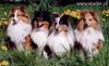 Sheltie Foto: Excellens Vivarium FCI - POLEN (ID 19866) Sheltie Hund