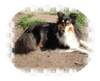 Sheltie Foto: Peggy (ID 983) Sheltie Hund