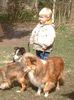 Sheltie Foto: unsere Hundebande (ID 4959) Sheltie Hund