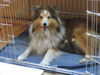 Sheltie Hund