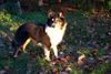 Sheltie Foto: Sharin vom Insulaner (ID 7872) Sheltie Hund