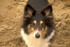Sheltie Foto: Sharin vom Insulaner (ID 7870) Sheltie Hund