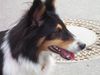 Sheltie Foto: Sharin vom Insulaner (ID 7871) Sheltie Hund