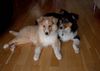Sheltie Foto: Sheila(sable collie) und Shelbie(Tri Color Sheltie) (ID 6066) Sheltie Hund