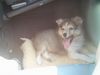 Sheltie Foto: Sunko 2 Monate (ID 17703) Sheltie Hund