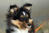 Sheltie Hund