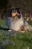 Sheltie Hund