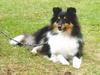 Sheltie Foto: Sheltie Hund