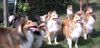 Sheltie Foto: Das ist unsere Sheltiebande (ID 6842) Sheltie Hund
