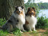 Sheltie Foto: Comedy's Exception (ID 28403) Sheltie Hund