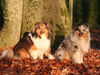 Sheltie Foto: Comedy\'s Exception, Jasper von den Rethörnchen (ID 28404) Sheltie Hund
