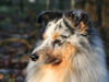 Sheltie Foto: Comedy's Exception (ID 28405) Sheltie Hund